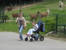 Zdjęcie: zoo_2009_005.jpg